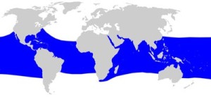ジンベエザメの生息域