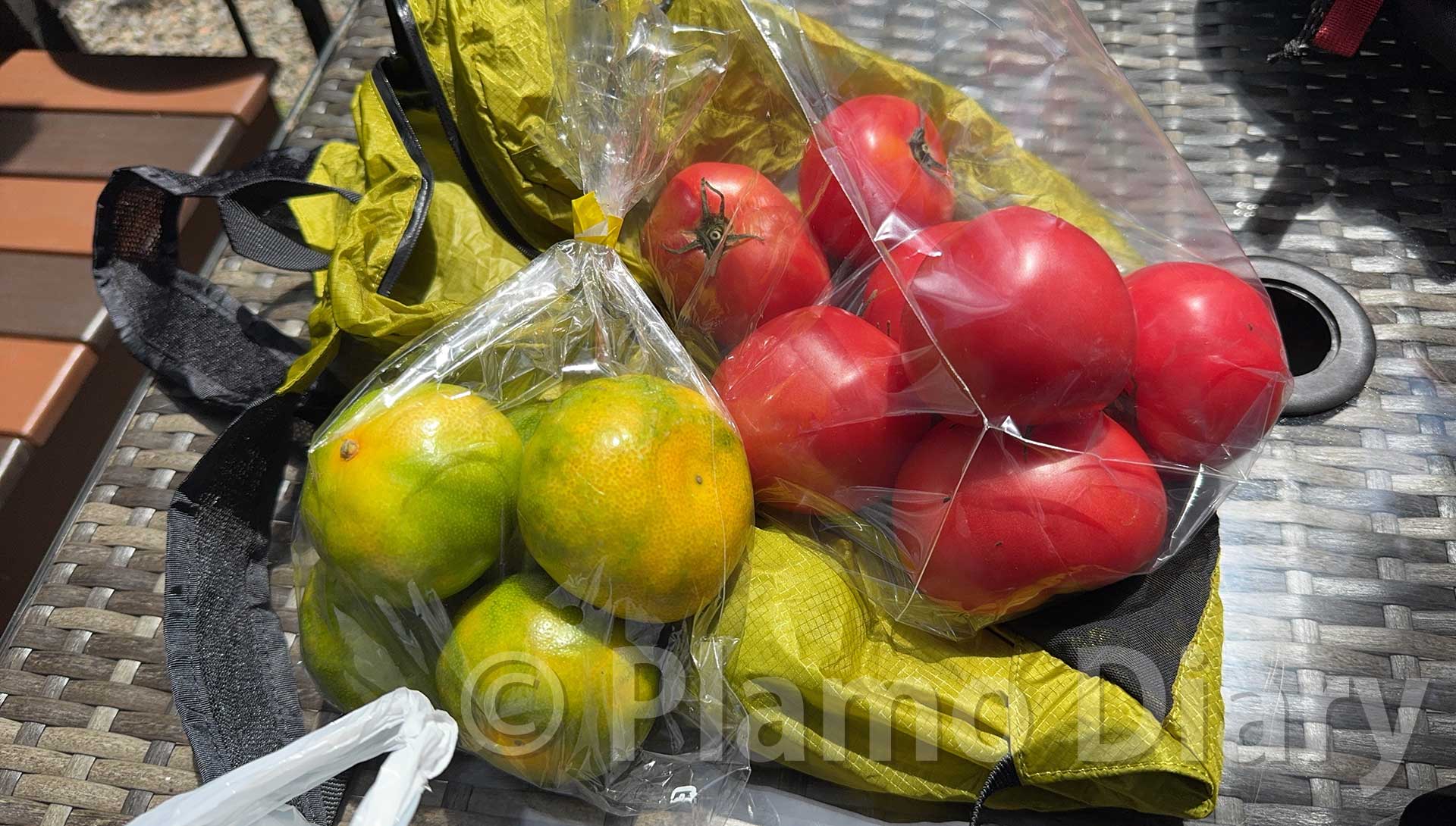 お土産のトマトとみかん